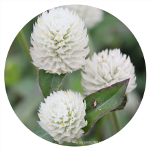 Top quality tropial ornamental flower white color tall Globe amaranth seeds for sale